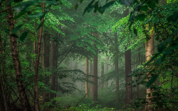Forest