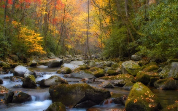 Forest
