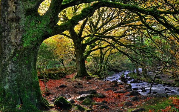 Forest