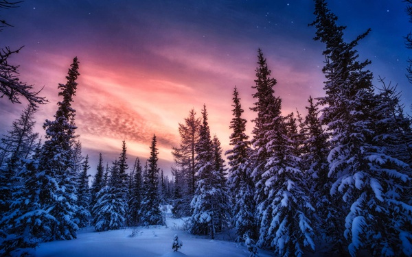 Forest