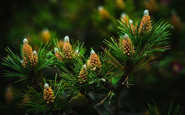 Natura