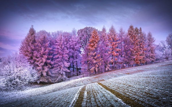 Forest