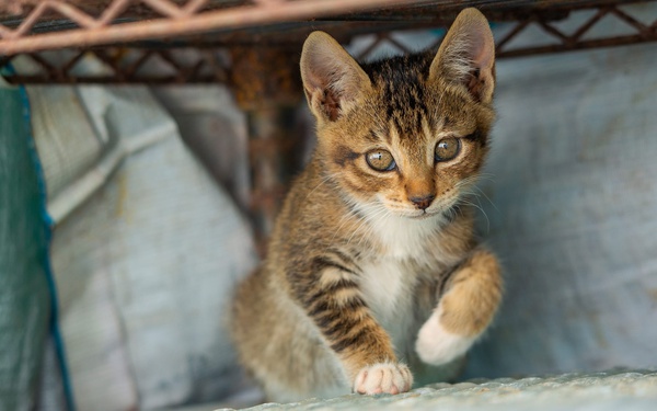Cat