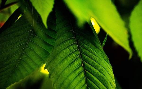 Leaf