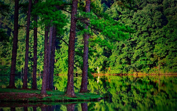 Forest