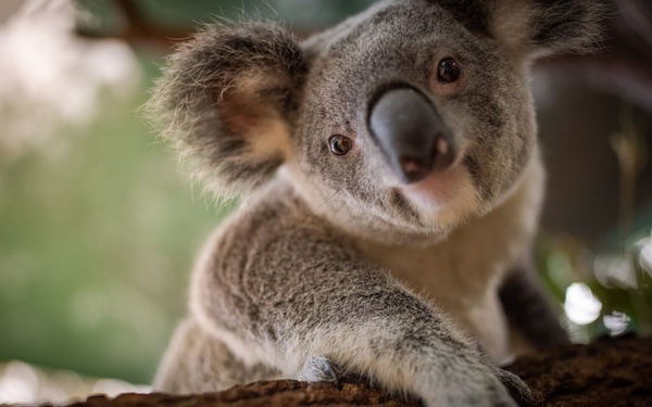 Koala