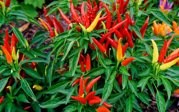 Chili